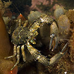 Galathea squamifera